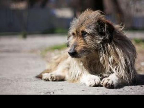 Новина У Кропивницькому підрахують вуличних собак Ранкове місто. Кропивницький