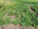 На Кіровоградщині поліцейські вилучили понад 5 тисяч нарковмісних рослин