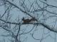 Як у Кропивницькому горобці і білочки радіють снігу (ВІДЕО, ФОТО)