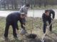 На Яновского высадили 40 каштановых деревьех
