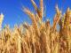 Держпродспоживслужби у Кіровоградській області провела обстеження 3700 га посівів озимої пшениці