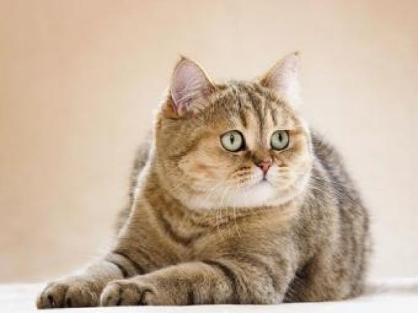 Новина 19 октября в Кировограде откроется выставка кошек Ранкове місто. Кропивницький