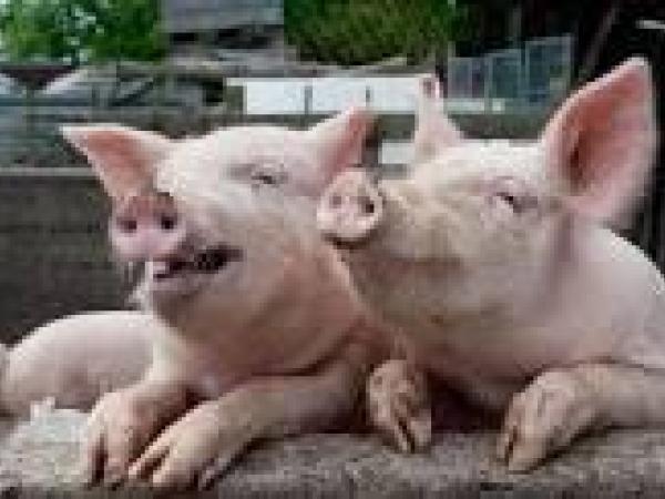 Новина Упреждать африканскую чуму свиней в Кропивницком будут рейдами по стихийной торговле Ранкове місто. Кропивницький