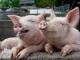 Упреждать африканскую чуму свиней в Кропивницком будут рейдами по стихийной торговле