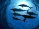Стройки на побережье Крыма убивают дельфинов (ВИДЕО)