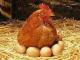 «Куриный прорыв» (Украину пустили на европейский рынок: ЕС разрешил экспортировать яйца и птичье мясо)