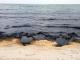 «Настоящее» Черное море: с берега ушла вся живность! (ФОТО)