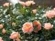 В Кироворадском парке зацветут розы