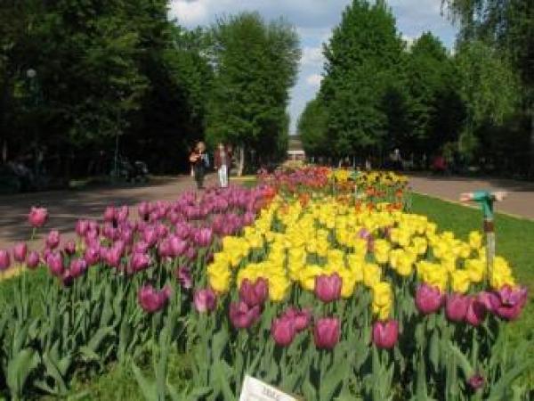 Новина В кировоградском Дендропарке одновременно расцвело полмиллиона тюльпанов Ранкове місто. Кропивницький