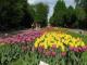 В кировоградском Дендропарке одновременно расцвело полмиллиона тюльпанов