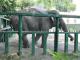 В одесском зоопарке слонов кормят замороженными арбузами