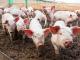На Кіровоградщині зареєстрували випадок африканської чуми свиней