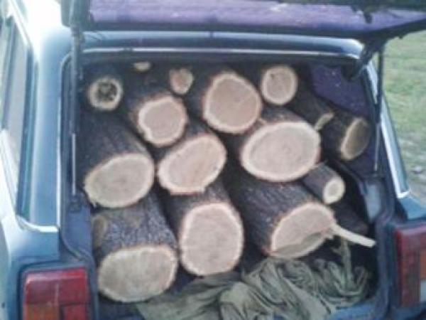 Новина На Кіровоградщині незаконно вирубують деревину Ранкове місто. Кропивницький