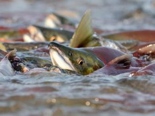 Новина За риболовлю у нерест покарають шістьох браконьєрів Ранкове місто. Кропивницький
