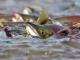 За риболовлю у нерест покарають шістьох браконьєрів
