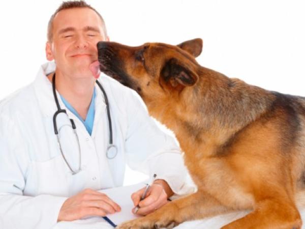 Новина На Кіровоградщині потрібні лікарі ветеринарної медицини Ранкове місто. Кропивницький
