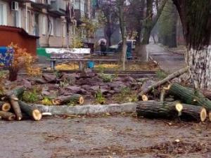 Новина Активісти зняли відеоролик про геноцид дерев у Кропивницькому (відео) Ранкове місто. Кропивницький