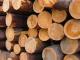 Кировоградские лесхозы переработали древесины более чем на 2 млн. грн.