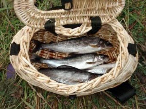 Новина В этом году на Кировоградщине выловлено почти вдвое меньше рыбы Ранкове місто. Кропивницький