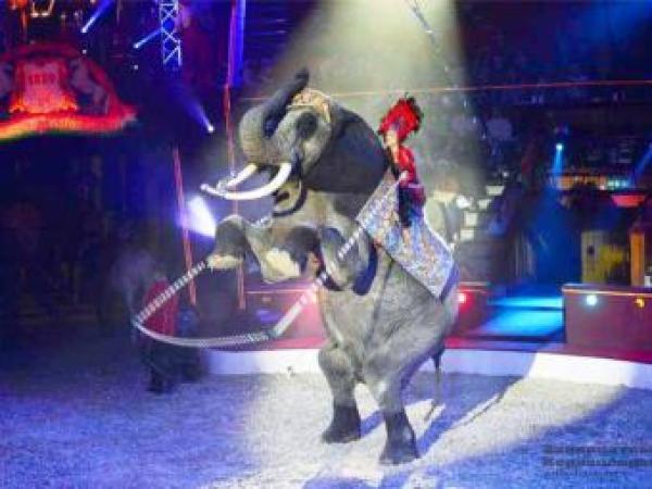 Новина Кропивницький, зустрічай цирк «Grand Circus Budapest» Ранкове місто. Кропивницький