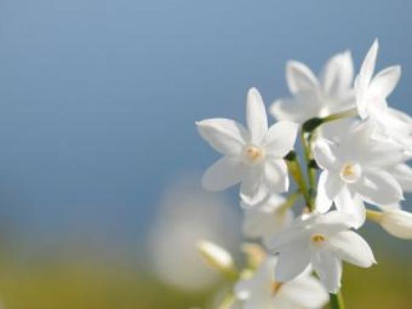 Новина У Кіровограді відбудеться традиційне «Свято Білої Квітки» Ранкове місто. Кропивницький