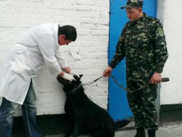 Новина В Кировограде осмотрели служебных собак Ранкове місто. Кропивницький