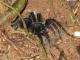 В Крыму вышли на охоту ядовитые пауки
