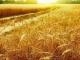 Скільки зерна посіяли підприємства Кіровоградського району?