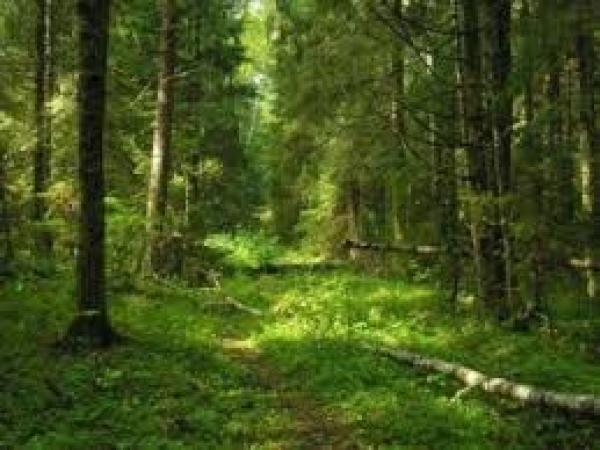 Новина Хто хоче привласнити землі Чорноліського лісового господарства? Ранкове місто. Кропивницький