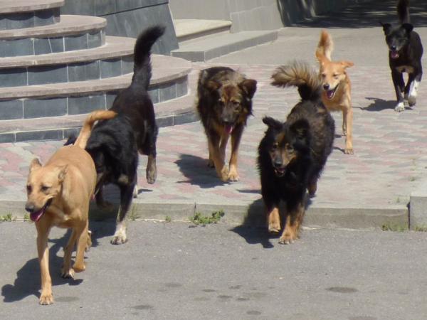 Новина Кропивничани просять вирішити питання щодо бродячих собак Ранкове місто. Кропивницький