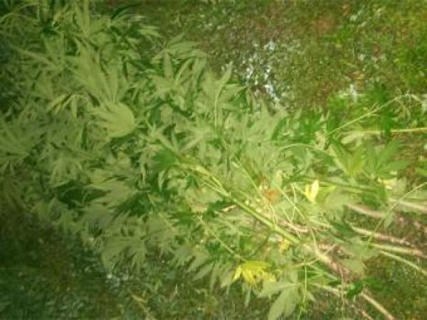 Новина На Кіровоградщині чоловік вирощував наркотичні рослини Ранкове місто. Кропивницький