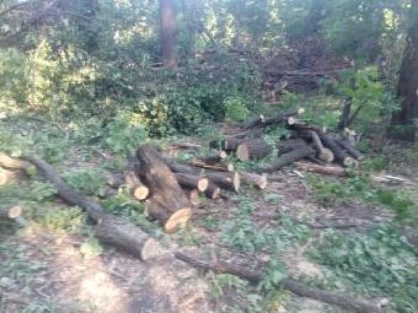 Новина На Кіровоградщині чоловіки незаконно спилювали дерева у лісосмузі Ранкове місто. Кропивницький