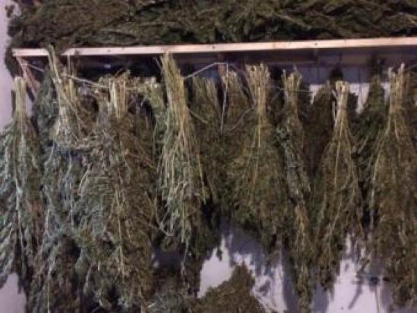 Новина У кропивничанина знайшли близько 100 кг марихуани Ранкове місто. Кропивницький