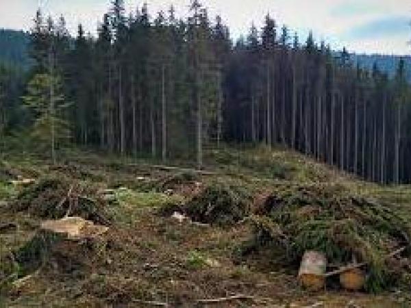 Новина На Кіровоградщині правоохоронці повідомили про підозру організатору незаконної порубки дерев на майже три мільйони гривень Ранкове місто. Кропивницький