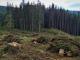 На Кіровоградщині правоохоронці повідомили про підозру організатору незаконної порубки дерев на майже три мільйони гривень