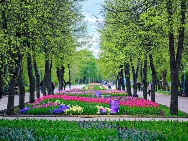 Новина Понад 3 мільйони тюльпанів розквітнуть цьогоріч у Дендропарку Кропивницького. Ранкове місто. Кропивницький