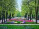 Понад 3 мільйони тюльпанів розквітнуть цьогоріч у Дендропарку Кропивницького.