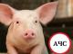 Спалах африканської чуми свиней у Кропивницькому районі