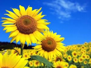Новина Рекордну кількість соняшнику планують посіяти цього року аграрії Кіровоградщини Ранкове місто. Кропивницький