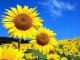 Рекордну кількість соняшнику планують посіяти цього року аграрії Кіровоградщини