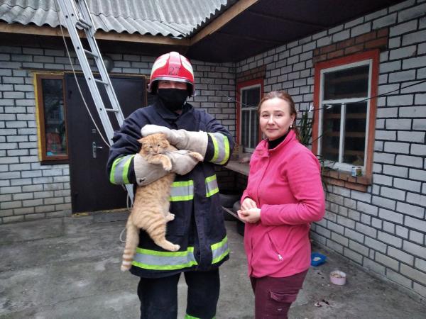 Новина Кіровоградщина: У Новгородці кіт застряг на даху Ранкове місто. Кропивницький