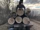 Кіровоградщина: Працівники лісового господарства незаконно вирубали дуби (ФОТО)