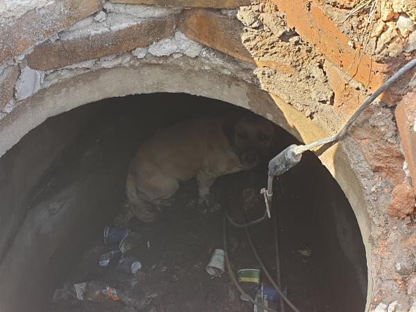 Новина У Кропивницькому рятувальники витягли собаку з каналізаційного люку Ранкове місто. Кропивницький