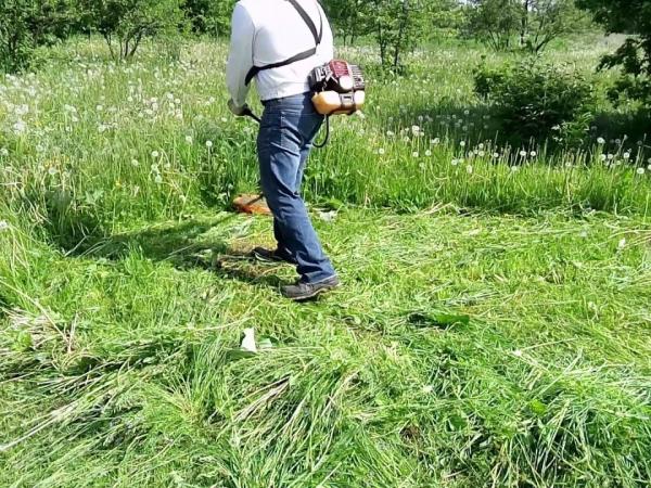 Новина Міський голова просить скосити траву та бур’ян у Кропивницькому Ранкове місто. Кропивницький