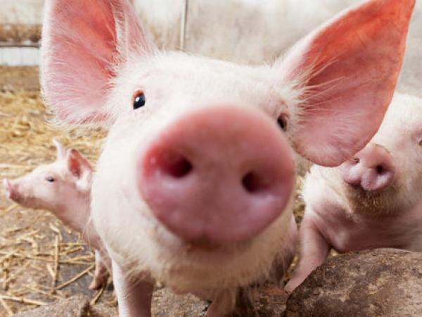 Новина На Кіровоградщині зафіксували перший випадок африканської чуми свиней Ранкове місто. Кропивницький