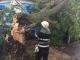 На Кіровоградщині надзвичайники прибирають повалені дерева