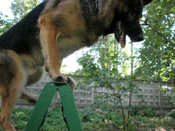 Новина Кіровоградщина: Як собаки допомагають розкривати злочини (ВІДЕО) Ранкове місто. Кропивницький