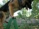 Кіровоградщина: Як собаки допомагають розкривати злочини (ВІДЕО)