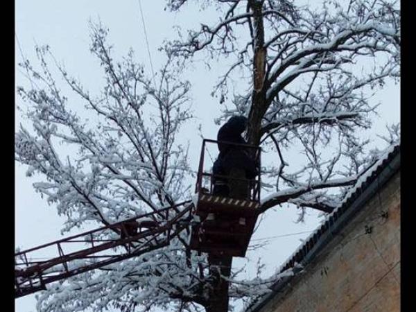 Новина Кропивницькі комунальники, попри заборону, пиляють дерева навіть у снігопад (ФОТО) Ранкове місто. Кропивницький