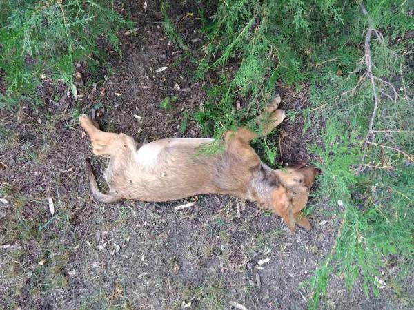 Новина Вбивства тварин у Кропивницькому не припиняються (ВІДЕО) Ранкове місто. Кропивницький